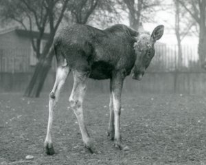 公牛ElkMoose，最近流下鹿角的伤口，站在伦敦动物园，1926年1月 作者 弗雷德里克·威廉·邦德