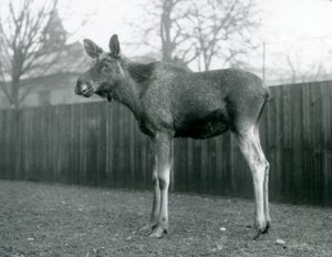 公牛ElkMoose，最近流下鹿角的伤口，站在伦敦动物园，1926年1月 作者 弗雷德里克·威廉·邦德