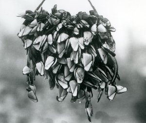 1925年3月在伦敦动物园的一条绳子上悬挂着一群Pelagic Gooseneck Smooth Gooseneck Barnacles 作者 弗雷德里克·威廉·邦德