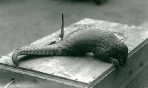 一只极度濒危的中国穿山甲从1925年7月伦敦动物园的木箱边缘眺望 作者 弗雷德里克·威廉·邦德