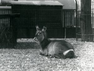 一只雌性Waterbuck，Kobus ellipsiprymnus，坐在她在伦敦动物园的围场，1924年6月 作者 弗雷德里克·威廉·邦德