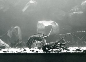 1925年3月在伦敦动物园的一群小龙虾淡水龙虾 作者 弗雷德里克·威廉·邦德