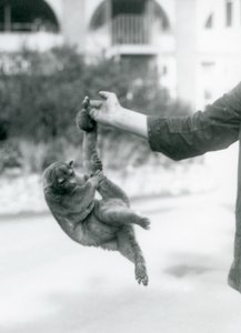 1925年9月，一只kinkajou被一条饲养员的尾巴，伦敦动物园悬挂在守护者手指上 作者 弗雷德里克·威廉·邦德