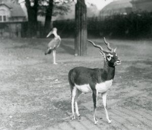 A male Blackbuck or Indian Antelope standing in a paddock at London Zoo, October 1926 (b/w photo) 作者 弗雷德里克·威廉·邦德