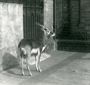 1925年6月站在伦敦动物园的男性Blackbuck 作者 弗雷德里克·威廉·邦德
