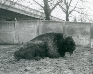 说谎在他的小牧场的草的一只公欧洲北美野牛，伦敦动物园，1927年 作者 弗雷德里克·威廉·邦德