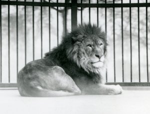 A male Lion resting in his enclosure at London Zoo in March 1925 (b/w photo) 作者 弗雷德里克·威廉·邦德
