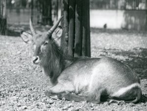 一只雄性Waterbuck，Kobus ellipsiprymnus，坐在他的围场在伦敦动物园，20世纪20年代 作者 弗雷德里克·威廉·邦德