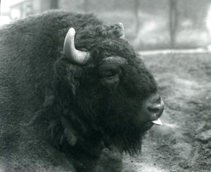 一头雄性/公牛欧洲野牛，伦敦动物园，1928年2月（黑白照片）。 作者 弗雷德里克·威廉·邦德