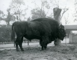 站立在草的一只malebull欧洲北美野牛在他的小牧场。伦敦动物园，1927年10月。脆弱的欧洲野牛也被称为Wisent，或欧洲木野牛。 作者 弗雷德里克·威廉·邦德