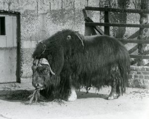 1931年，在伦敦动物园，一头成熟的公麝香牛，也被称为麝香牛和麝香牛站立，在它的围栏里进食（黑白照片）。