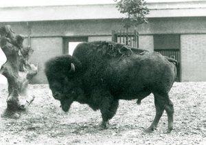 一只近威胁的美国野牛巴法罗公牛站在他的围场，伦敦动物园，1927年 作者 弗雷德里克·威廉·邦德