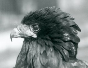 1927年在伦敦动物园附近受威胁的Bateleur Eagle 作者 弗雷德里克·威廉·邦德
