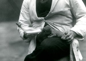 一只新生的幼狮被它的守护者，伦敦动物园，1923年喂养 作者 弗雷德里克·威廉·邦德