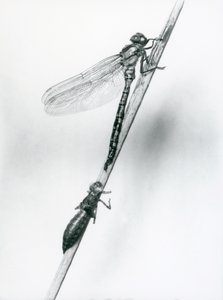 一只新出现的金环蜻蜓靠在它空的幼虫壳上面的芦苇上，或者1925年伦敦动物园的exuvia