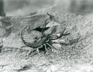 1929年伦敦动物园的一只蝎子（黑白照片）。 作者 弗雷德里克·威廉·邦德