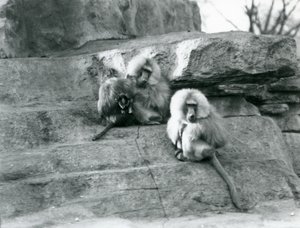 A small group of three adult and one baby Sacred Baboons, among the rocks of 