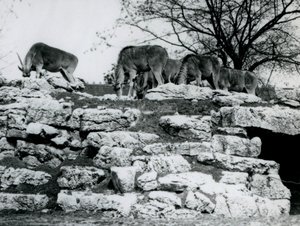 1925年6月在伦敦动物园ElandAnlope Paddock的岩石中放牧的一小群Common Eland 作者 弗雷德里克·威廉·邦德