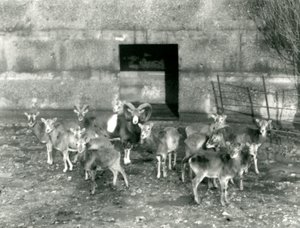 1926年11月在伦敦动物园的一小群Mouflon 作者 弗雷德里克·威廉·邦德