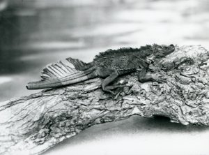 1929年，一只脆弱的帆鳍蜥，尾巴受损，在伦敦动物园的一根木头上休息（黑白照片）。 作者 弗雷德里克·威廉·邦德