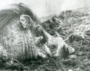 休息在泥的一只warthog在伦敦动物园，1927年 作者 弗雷德里克·威廉·邦德