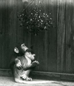 1924年12月，一只年轻的黑猩猩在伦敦动物园的槲寄生下搂着Mangabey 作者 弗雷德里克·威廉·邦德