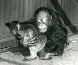 1927年，一只年轻的猩猩在伦敦动物园拥抱一只树袋鼠