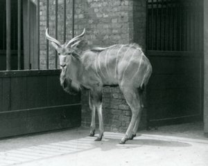 1929年，一只年轻的雄性大黑牛站在伦敦动物园的围栏里（黑白照片）。 作者 弗雷德里克·威廉·邦德