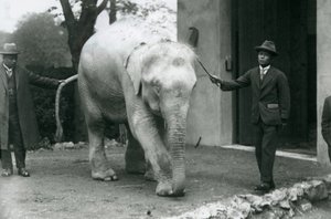 AlbinoWhite Burmese Elephant Pawah与服务员，包括1926年5月伦敦动物园的Saw Po Min博士 作者 弗雷德里克·威廉·邦德