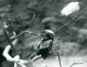 AnhingaAmerican DarterSnakebirdWater土耳其坐在一个分支在伦敦动物园在1927年9月 作者 弗雷德里克·威廉·邦德