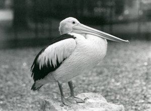 1929年，一只澳大利亚鹈鹕站在伦敦动物园的一块石头上（黑白照片）。 作者 弗雷德里克·威廉·邦德
