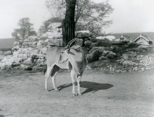 1929年，伦敦动物园里一只站在围场里的Eland（黑白照片）。 作者 弗雷德里克·威廉·邦德