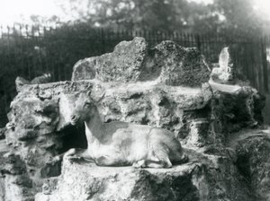基于岩石壁架的喜马拉雅高地山羊在伦敦动物园，1927年8月 作者 弗雷德里克·威廉·邦德