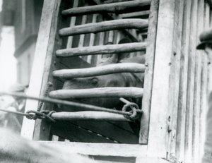 1924年，印度犀牛在抵达伦敦动物园时与其木质运输箱同行 作者 弗雷德里克·威廉·邦德