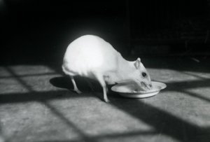 1926年12月在伦敦动物园吃一道白菜chevrotain 作者 弗雷德里克·威廉·邦德