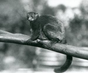 1929年10月，伦敦动物园，一只濒临灭绝的科克尔巨鼠狐猴/科克尔矮狐猴/南方巨鼠狐猴，在树枝上休息（黑白照片 作者 弗雷德里克·威廉·邦德