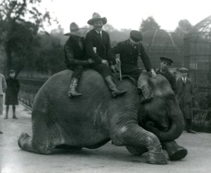 牛仔和教练员与女性印度象Sundermalah在访问伦敦动物园期间在1924年 作者 弗雷德里克·威廉·邦德
