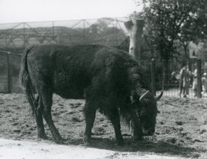 欧洲北美野牛朱莉娅在她的小牧场吃草，伦敦动物园，1926年8月12日 作者 弗雷德里克·威廉·邦德