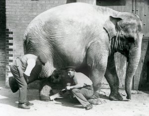 1926年8月在伦敦动物园由她的饲养员修剪她的脚的女性亚洲大象Sundermalah 作者 弗雷德里克·威廉·邦德