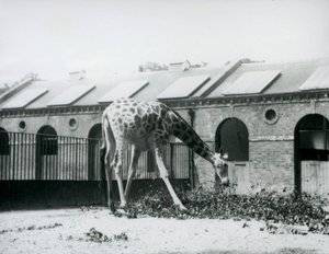 雌性长颈鹿 "Maud "在伦敦动物园长颈鹿馆旁的围场上伸手吃叶子，1927年7月（黑白照片）。 作者 弗雷德里克·威廉·邦德