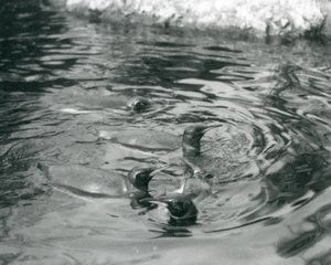 1927年6月，四只企鹅在伦敦动物园游泳 作者 弗雷德里克·威廉·邦德