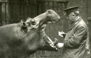 Hippopotamus Bobbie与守门员Ernie Bowman，伦敦动物园，1927年 作者 弗雷德里克·威廉·邦德