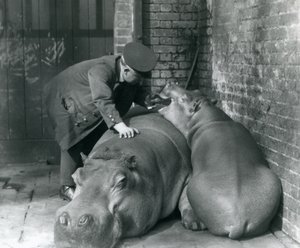 1927年，伦敦动物园的河马琼和吉米 作者 弗雷德里克·威廉·邦德