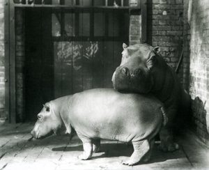 1927年，伦敦动物园的河马琼和吉米 作者 弗雷德里克·威廉·邦德