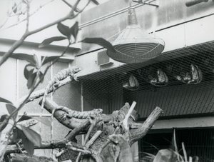 1928年8月，伦敦动物园，在树枝上晒太阳的鬣狗，享受着围栏里的人工阳光（黑白照片）。 作者 弗雷德里克·威廉·邦德