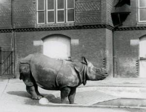 站立在他的水池边缘的印地安犀牛菲利克斯在伦敦动物园在1927年 作者 弗雷德里克·威廉·邦德