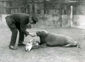 1924年，守护者亚瑟·钱德勒（Arthur Chandler）为一只年轻的海象（Walrus）喂养鱼类 作者 弗雷德里克·威廉·邦德