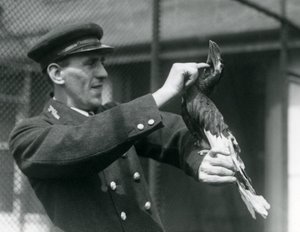 1924年，守护者托马斯·拉格特（Thomas Raggett）在伦敦动物园（London Zoo）的法案下抚摸着一只印第安大犀鸟（Great Indian Hornbill） 作者 弗雷德里克·威廉·邦德