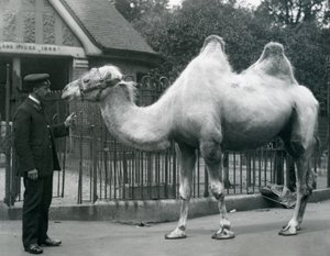 Keeper W. Styles，带有双峰驼，1914年7月在伦敦动物园的Llama House外面 作者 弗雷德里克·威廉·邦德