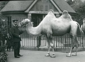 Keeper W. Styles，带有双峰驼，1914年7月在伦敦动物园的Llama House外面 作者 弗雷德里克·威廉·邦德